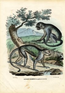 緑またはマルブルック猿、1863-79 作： Raimundo Petraroja